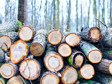 klády dřeva v lese