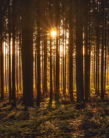 Služba čištění lesů Česká Lípa